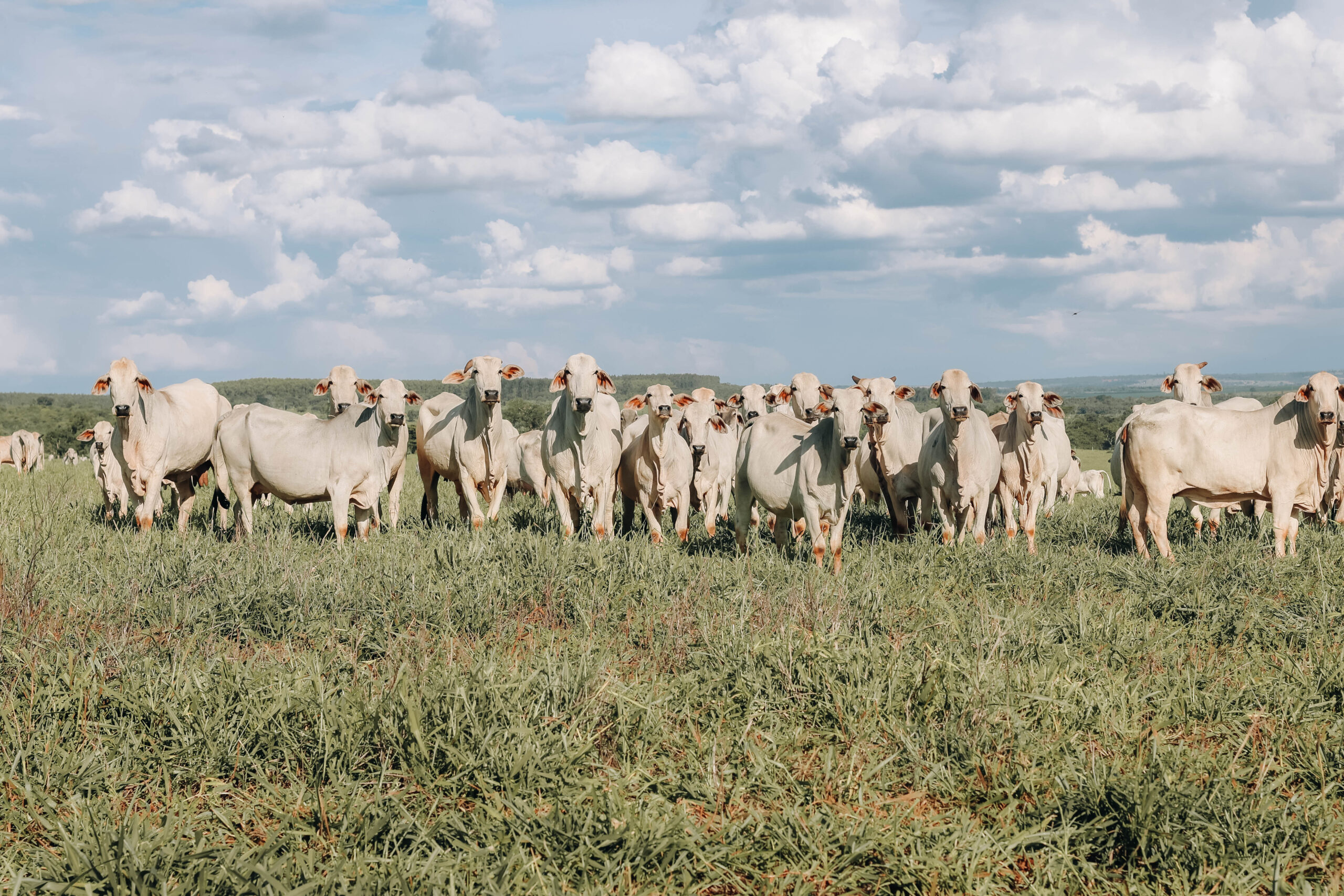 Defending the Cerrado: Supporting Climate Action in Brazil’s Most Endangered Biome